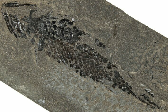 Devonian Lobed-Fin Fish (Osteolepis) Fossil - Scotland #319620